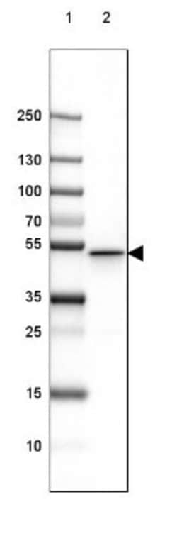 GFAP Antibody (CL2713), Novus Biologicals 25 &mu;L; Unconjugated:Antibodies,